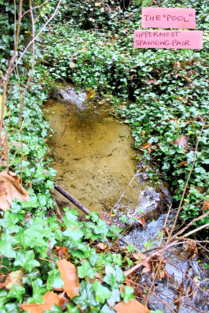 Invasive ivy, Fauntleroy Creek