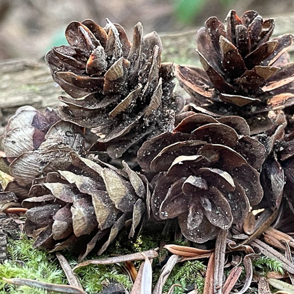Hemlock cones
