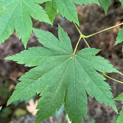 Vine maple leaf