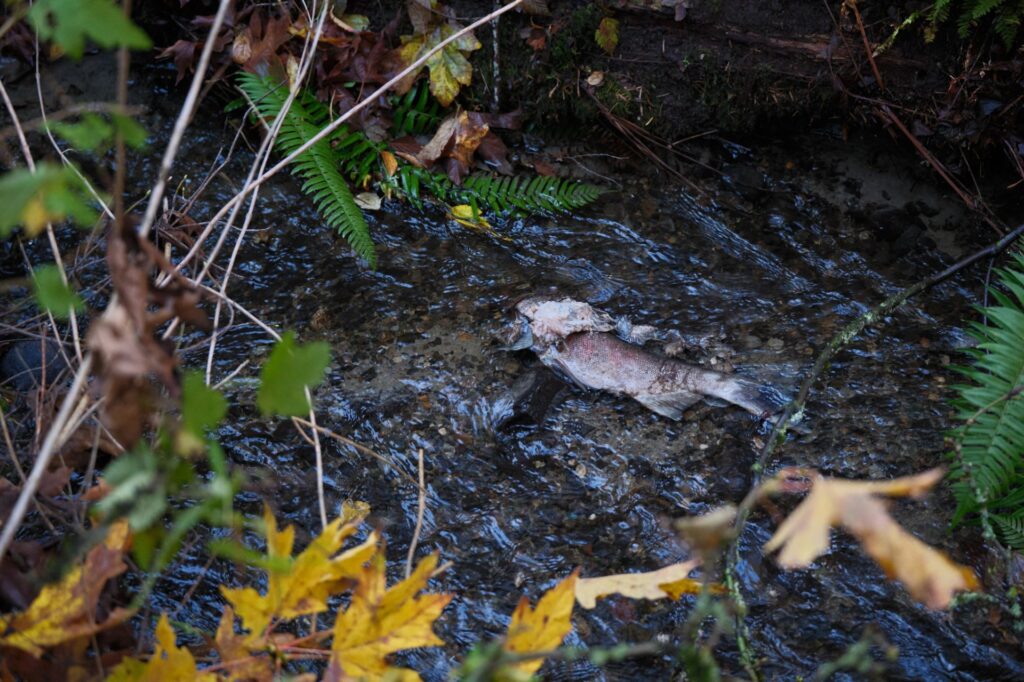 Spawning Pair. Photo: Gershgorn.