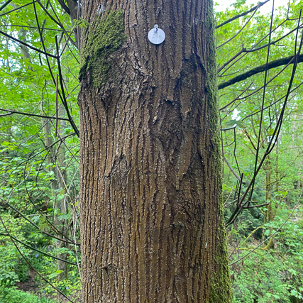 Big Leaf Maple Bark