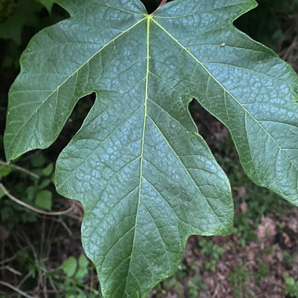 Big leaf maple leaf