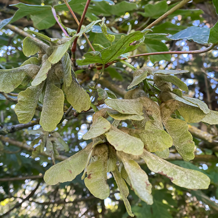 Big Leave Maple Fruits