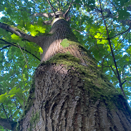 big leaf maple bark