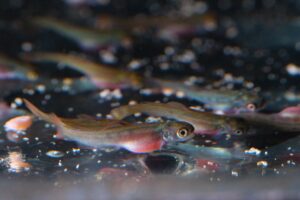 Alevin by Dave Gershgorn