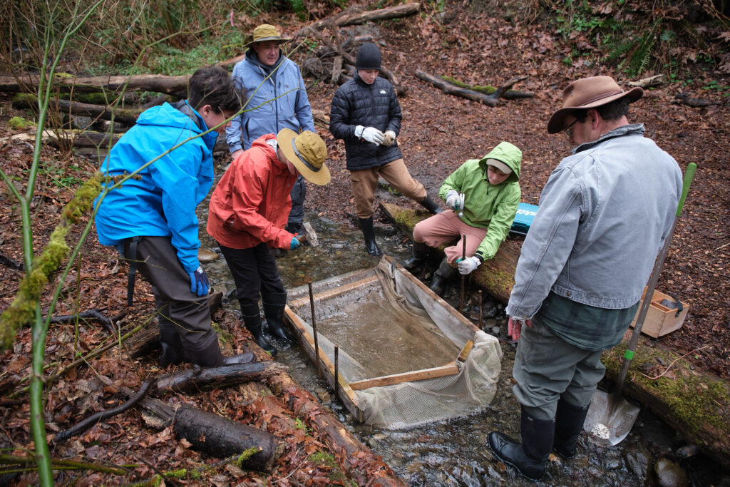 Coho Smolt Study, Photo by Dave Gershgorn.